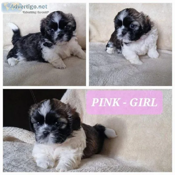 Chocolate Shih Tzu Kennel registered