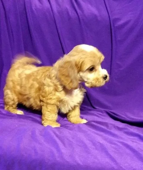 Adorable Cavapoo Puppies.
