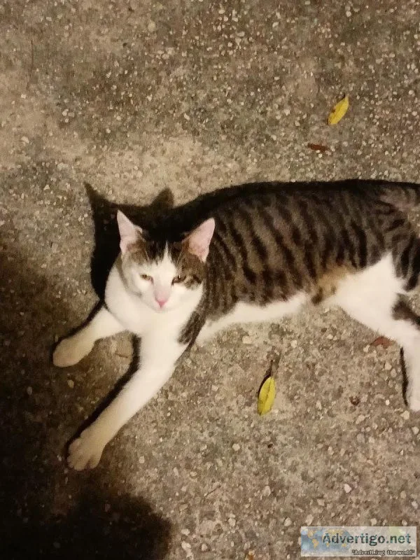 Male Cat in need of a home