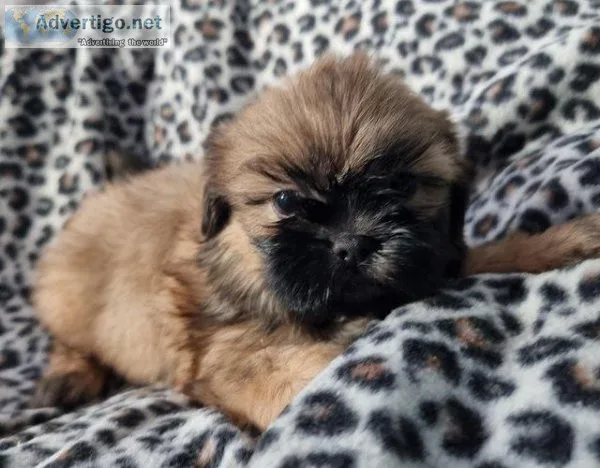 Beautiful Shih Tzu Puppies 1 Boy 2 Girls.