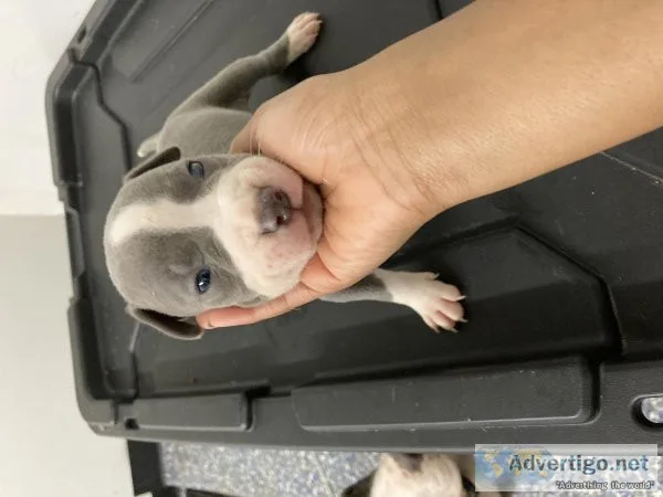 Beautiful blue bully pits