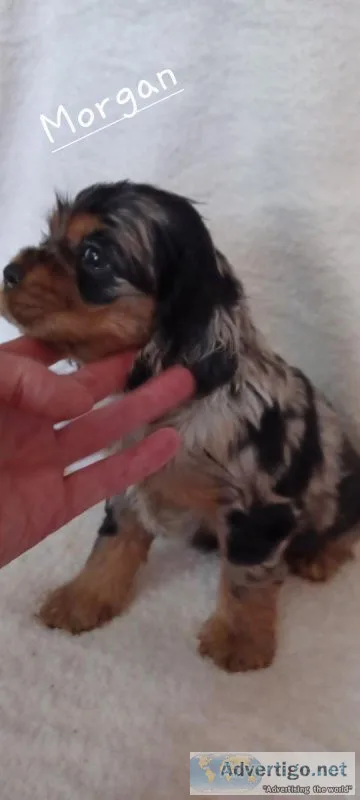 Cocker spaniels