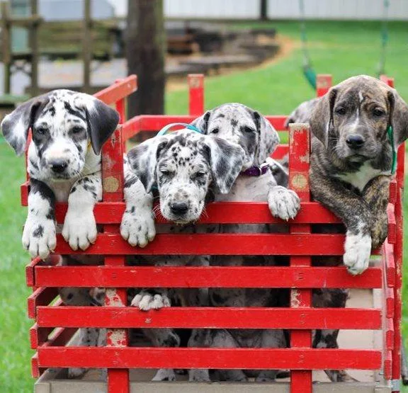 Sweet Great Dane Puppies available.