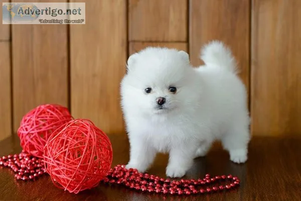 Super Tiny Pomeranian Puppies