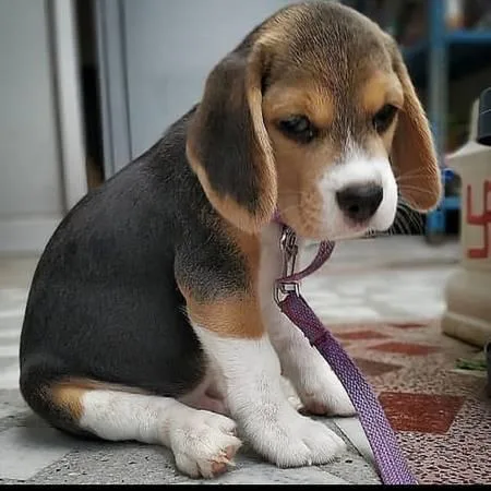 Sweet EBeagle Puppies ready