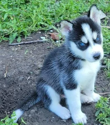 Siberian Husky