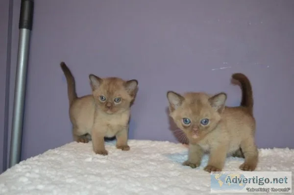 full pedigree Burmese kittens