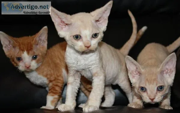 Beautiful Devon Rex Kittens