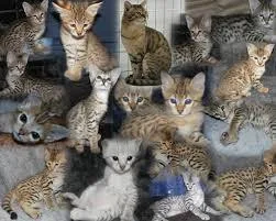 Savannah kittens available