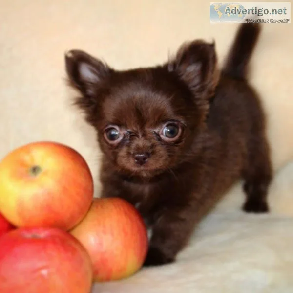 AKC Registered chihuahua Puppies