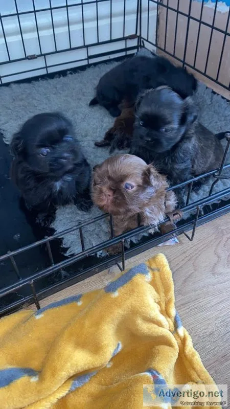 Imperial Shih Tzu puppies for sale