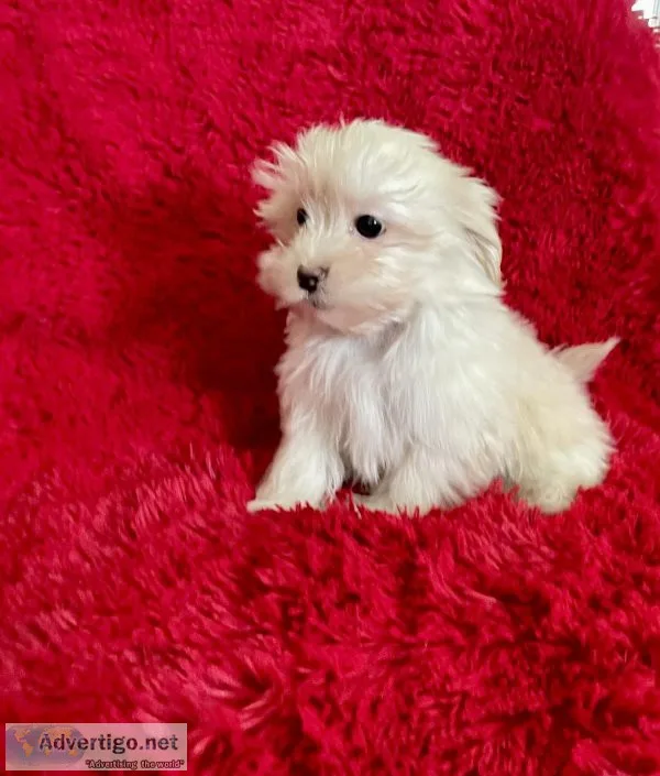 MaltesePoodle Puppy