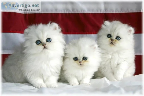 Dollface Persian Kittens available