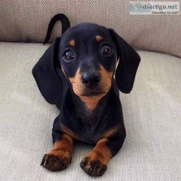 Beautiful Dachshund Puppies For Sale