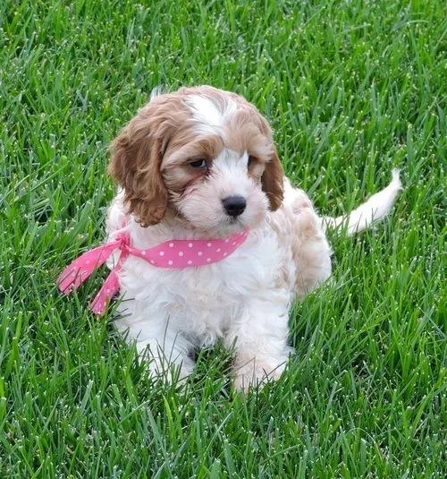 Adorable Cavachon Puppies For Sale.