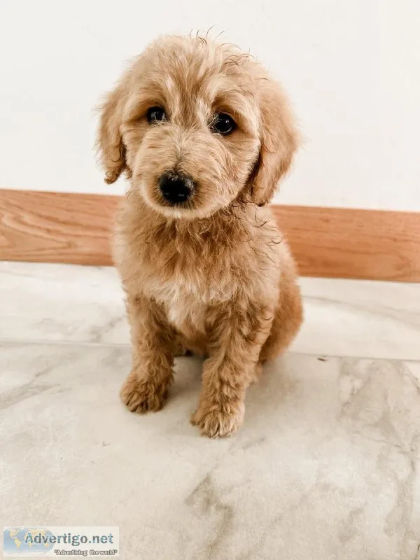 F1b borderdoodle