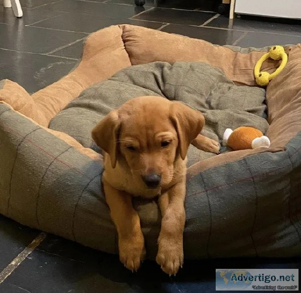 Labrador puppies kc registered