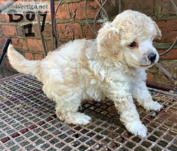 Toy Poodle Puppies by licensed breeder