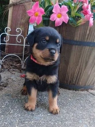 Adorable outstanding Rottweiler puppies