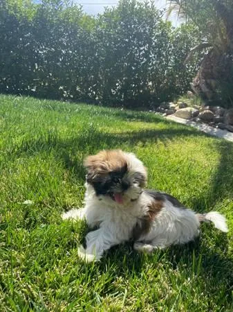 Absolutely Healthy Shih Tzu Puppy