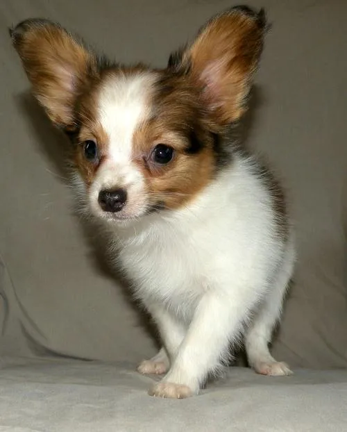 Gorgeous Papillon puppies