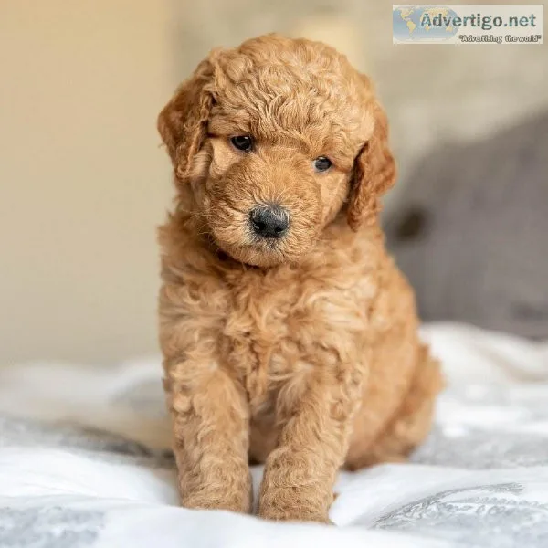 Registered Goldendoodle Puppies