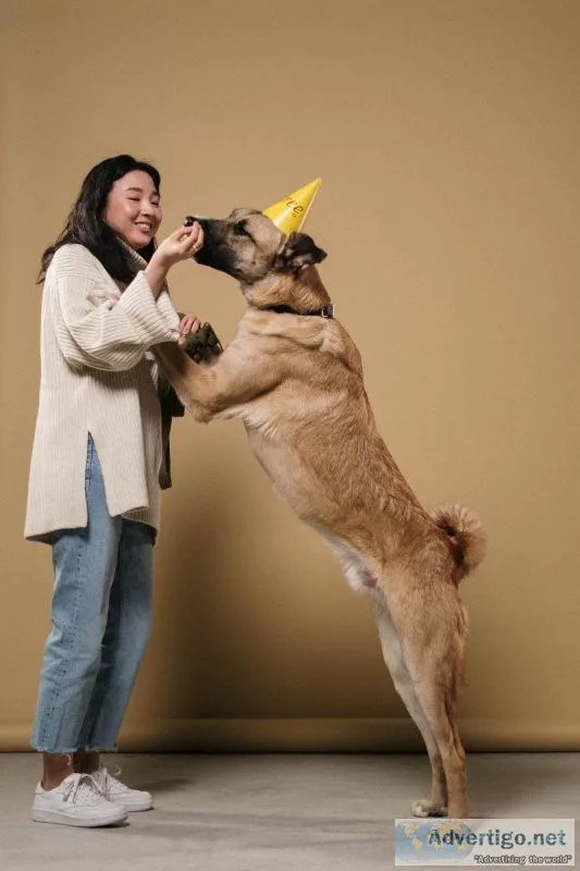 Unique Training For Dogs