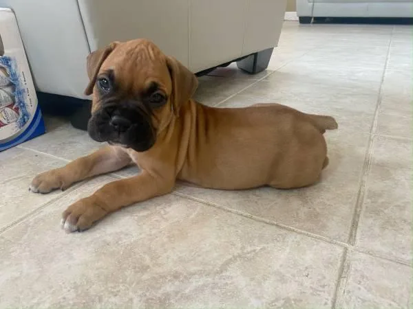 Super Adorable BoxerPuppies