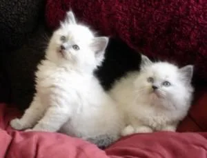 House Trained Ragdoll kittens