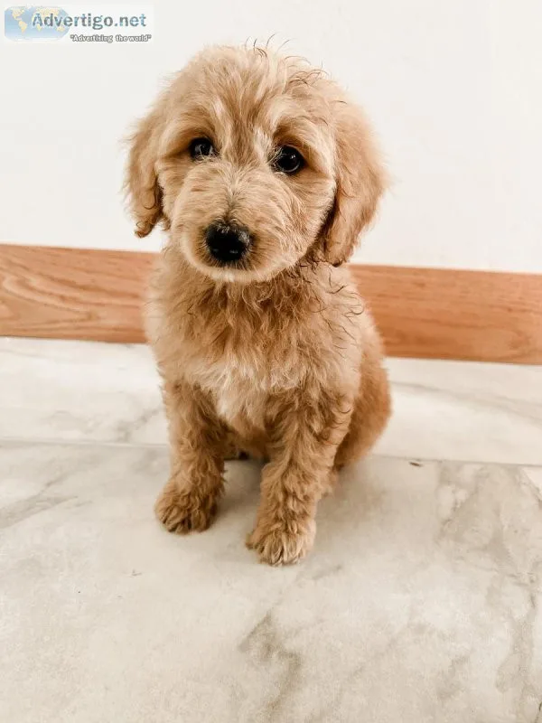 Borderdoodle puppies
