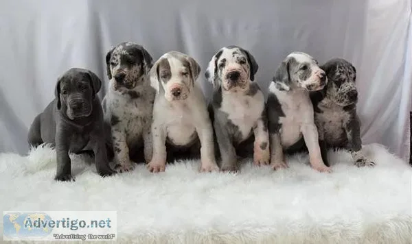 Great Dane female Pups