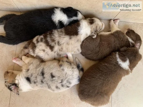 AKC registered Australian Shepherds