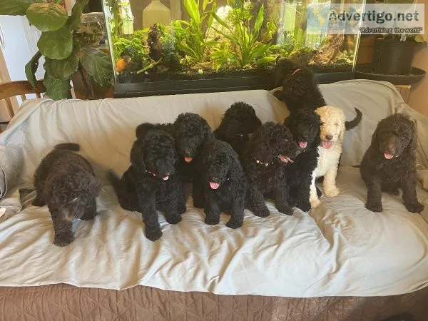 Labradoodle Puppies