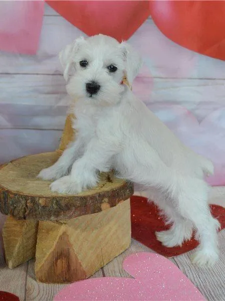 AKC Miniature Schnauzer puppies.