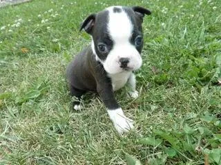 CKC Boston Terrier Puppies 