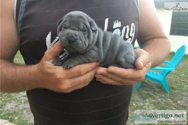 Chinese Shar Pei champion Puppies