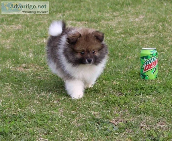 Sweet Pomeranian Puppies For Sale.