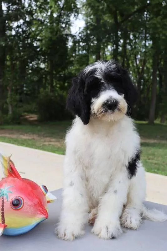 Marcus Male F1b Sheepadoodle