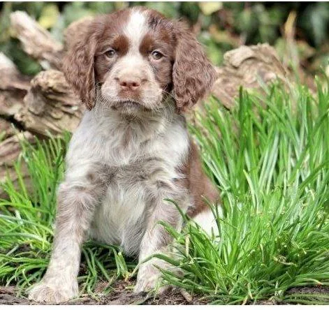 Adorable English Springer Spaniel Puppies.
