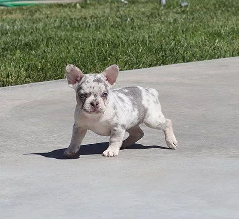 AKC French Bulldog Puppies