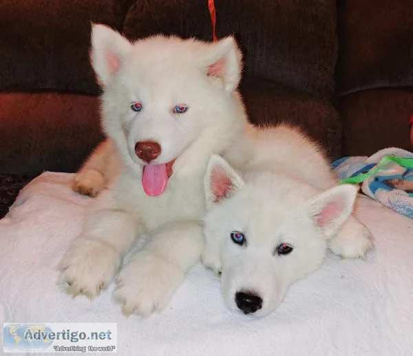 Akc siberian husky pups white with blue eyes