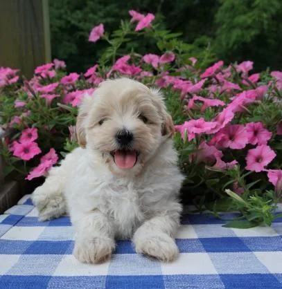 Lovely Maltipoo Puppies For Re-Homing