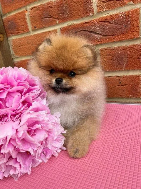 XXS Pomeranian Puppies 1maland2fem Ready To Go from CH parents