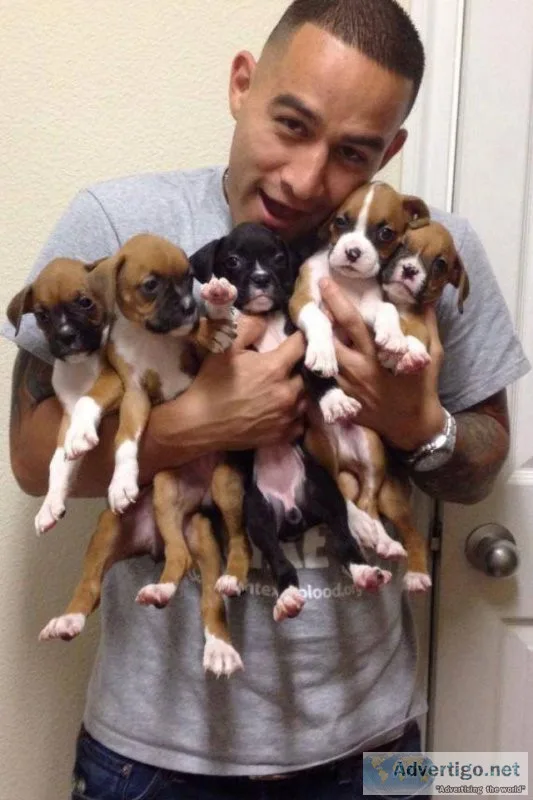 AKC Boxer Puppies