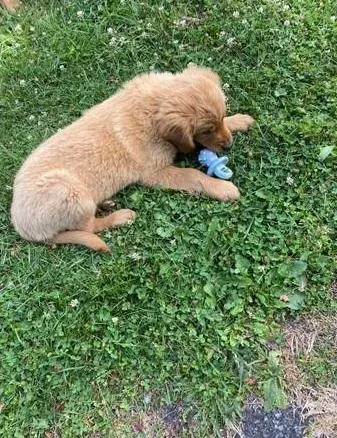 Golden retriever Puppies Males and Females