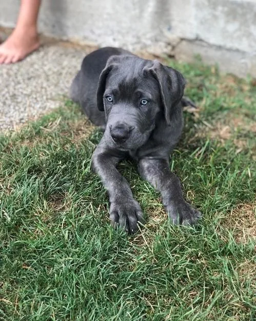 Adorable Cane Corso Italiano Puppies.
