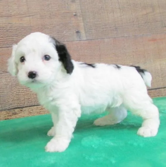 Healthy Cockapoo Puppies For Sale.