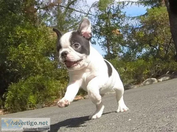 Smart Boston Terrier Puppies