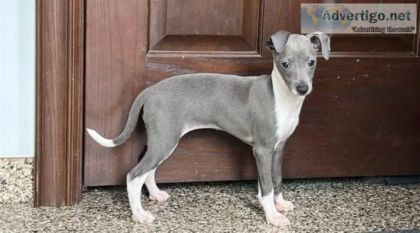 Gorgeous Italian Greyhound Puppies Available