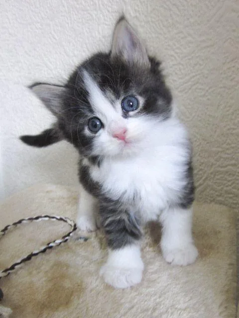 Norwegian-forest Kittens